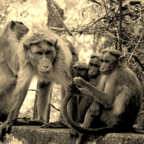 Les singes !